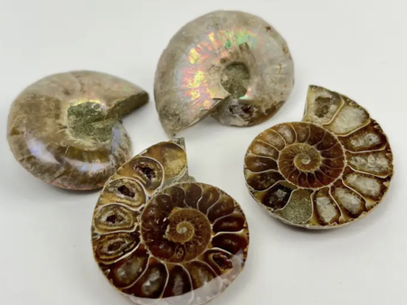 Ammonite Fossil - Small on Sale