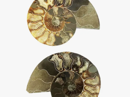 Ammonite Fossil - Medium (B) Online Sale