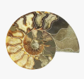 Ammonite Fossil- Medium (A) Online Hot Sale