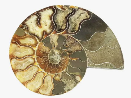 Ammonite Fossil- Medium (A) Online Hot Sale