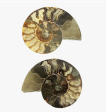 Ammonite Fossil- Medium (A) Online Hot Sale