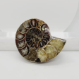 Ammonite Fossil - Large For Cheap