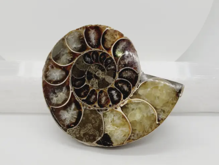 Ammonite Fossil - Large For Cheap