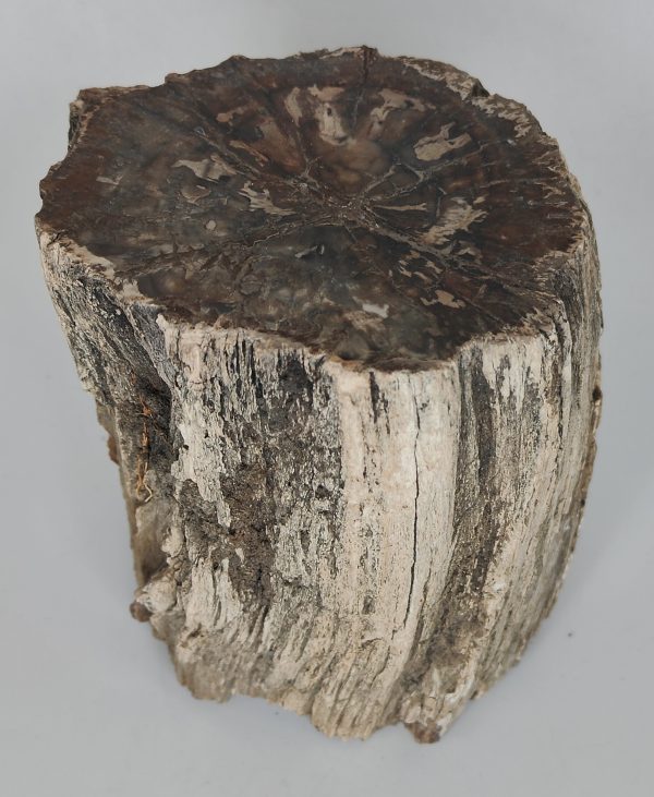 Petrified Wood Branch on Sale