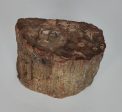 Petrified Wood Branch on Sale