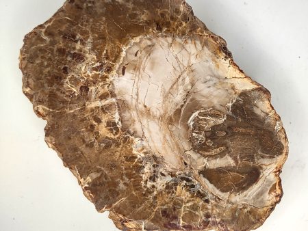 Petrified Wood Slab (H) - 4.25  on Sale