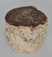 Petrified Wood Branch on Sale