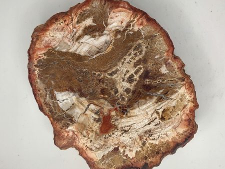 Petrified Wood Slab (I) - 4  Hot on Sale