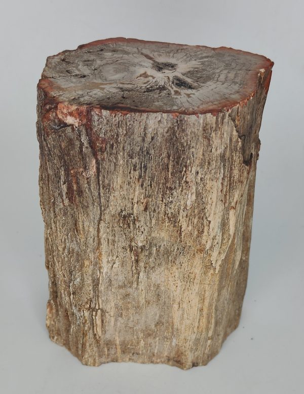 Petrified Wood Branch on Sale