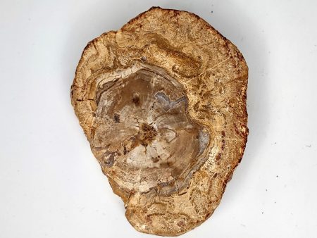 Petrified Wood Slab (A) - 3.5  Discount