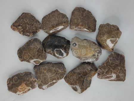 Moroccan Coral Fossils For Cheap