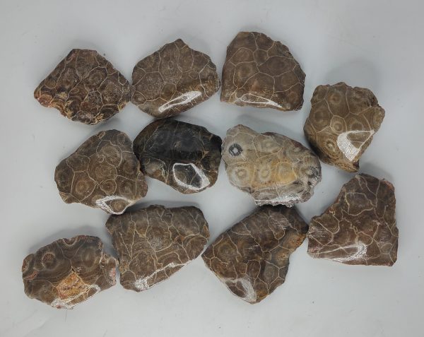 Moroccan Coral Fossils For Cheap