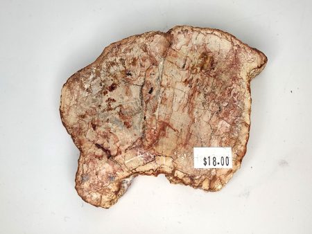 Petrified Wood Slab (E) - 4.5  For Cheap