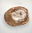 Petrified Wood Slab (D) - 4  Cheap