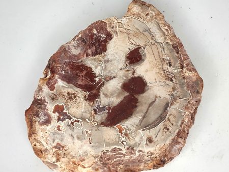 Petrified Wood Slab (K) - 4  Hot on Sale